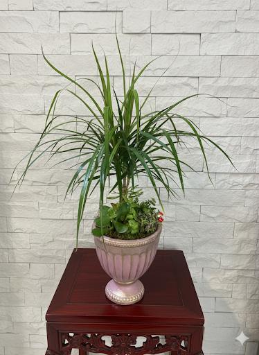 Klasik Saksıda Dracena Bitkisi