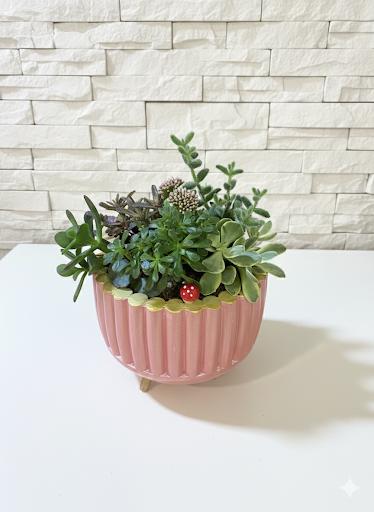 Pembe Saksıda Mini Sukulent Bahçesi