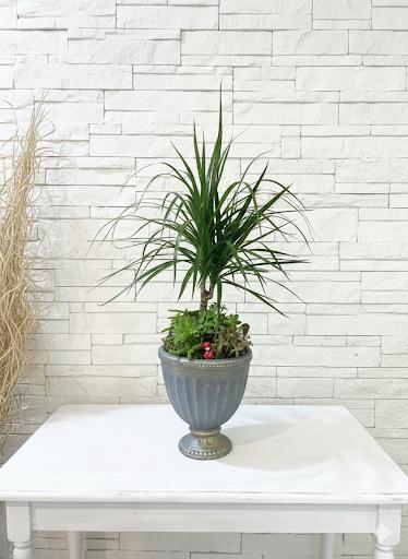 Dekoratif Saksıda Dracena Bitkisi